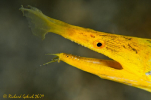 Portrai of Yellow Ribbon Eel-Lembeh-Canon 50 D 100 mm mac... by Richard Goluch 